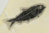 Multiple Fossil Fish (Mioplosus, Diplomystus & Knightia) - Wyoming #198101-2